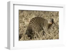 Banded Mongoose-Hal Beral-Framed Photographic Print