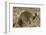 Banded Mongoose-Hal Beral-Framed Photographic Print