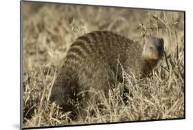 Banded Mongoose-Hal Beral-Mounted Photographic Print