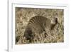 Banded Mongoose-Hal Beral-Framed Photographic Print