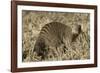 Banded Mongoose-Hal Beral-Framed Photographic Print