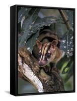 Banded Palm Civet, Malaysia-Gavriel Jecan-Framed Stretched Canvas