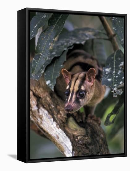 Banded Palm Civet, Malaysia-Gavriel Jecan-Framed Stretched Canvas