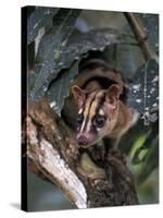 Banded Palm Civet, Malaysia-Gavriel Jecan-Stretched Canvas