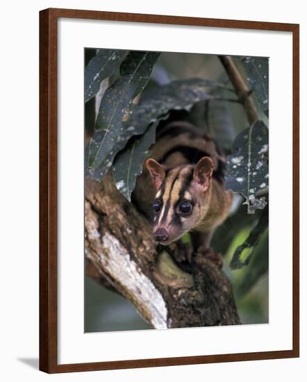 Banded Palm Civet, Malaysia-Gavriel Jecan-Framed Photographic Print