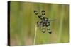 Banded Pennant, Celithemis Fasciata, male Washington County, Missouri-Jamie & Judy Wild-Stretched Canvas