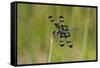 Banded Pennant, Celithemis Fasciata, male Washington County, Missouri-Jamie & Judy Wild-Framed Stretched Canvas