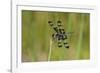 Banded Pennant, Celithemis Fasciata, male Washington County, Missouri-Jamie & Judy Wild-Framed Photographic Print