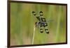 Banded Pennant, Celithemis Fasciata, male Washington County, Missouri-Jamie & Judy Wild-Framed Photographic Print