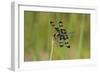 Banded Pennant, Celithemis Fasciata, male Washington County, Missouri-Jamie & Judy Wild-Framed Photographic Print