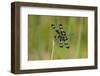 Banded Pennant, Celithemis Fasciata, male Washington County, Missouri-Jamie & Judy Wild-Framed Photographic Print