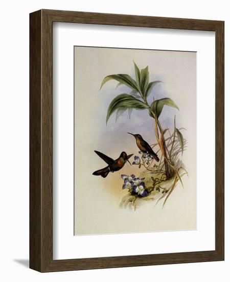 Banded Ruby, Clytol?ma Aurescens-John Gould-Framed Giclee Print