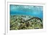 Banded sea krait searching for food on Sebayur Island, Flores Sea, Indonesia, Southeast Asia-Michael Nolan-Framed Photographic Print