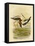 Banded Stilt, 1891-Gracius Broinowski-Framed Stretched Canvas