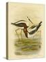 Banded Stilt, 1891-Gracius Broinowski-Stretched Canvas