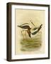 Banded Stilt, 1891-Gracius Broinowski-Framed Giclee Print