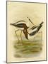 Banded Stilt, 1891-Gracius Broinowski-Mounted Giclee Print