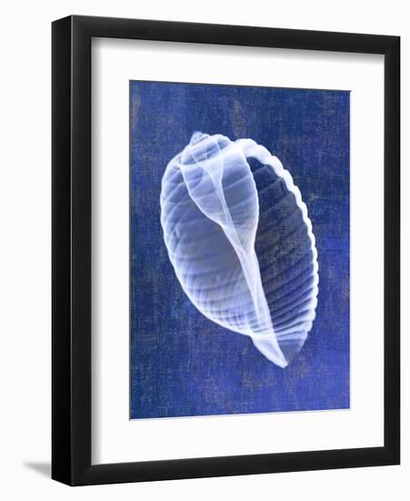 Banded Tun Shell (indigo)-Bert Myers-Framed Art Print