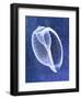 Banded Tun Shell (indigo)-Bert Myers-Framed Art Print