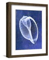 Banded Tun Shell (indigo)-Bert Myers-Framed Art Print