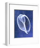 Banded Tun Shell (indigo)-Bert Myers-Framed Art Print