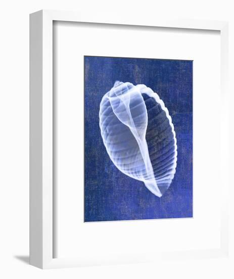 Banded Tun Shell (indigo)-Bert Myers-Framed Art Print