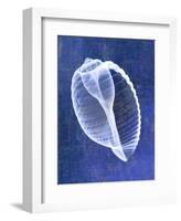 Banded Tun Shell (indigo)-Bert Myers-Framed Art Print