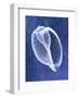 Banded Tun Shell (indigo)-Bert Myers-Framed Art Print