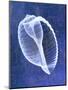 Banded Tun Shell (indigo)-Bert Myers-Mounted Art Print