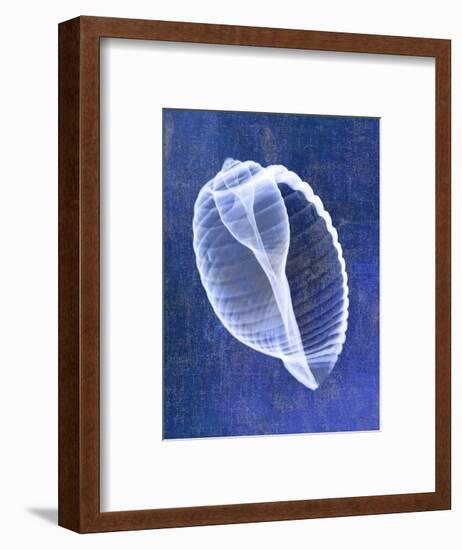 Banded Tun Shell (indigo)-Bert Myers-Framed Art Print