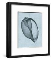 Banded Tun Shell (light blue)-Bert Myers-Framed Art Print