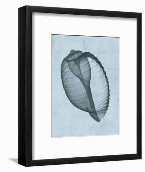 Banded Tun Shell (light blue)-Bert Myers-Framed Art Print