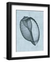 Banded Tun Shell (light blue)-Bert Myers-Framed Art Print