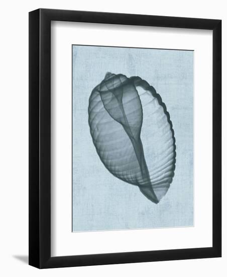 Banded Tun Shell (light blue)-Bert Myers-Framed Art Print