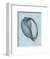 Banded Tun Shell (light blue)-Bert Myers-Framed Art Print