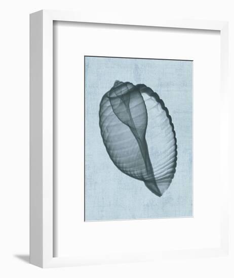 Banded Tun Shell (light blue)-Bert Myers-Framed Art Print