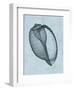 Banded Tun Shell (light blue)-Bert Myers-Framed Art Print