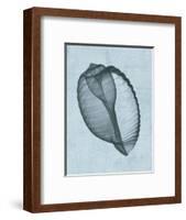 Banded Tun Shell (light blue)-Bert Myers-Framed Art Print