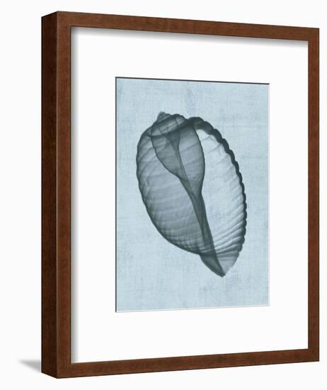 Banded Tun Shell (light blue)-Bert Myers-Framed Art Print