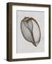 Banded Tun Shell-Bert Myers-Framed Art Print