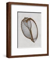 Banded Tun Shell-Bert Myers-Framed Art Print