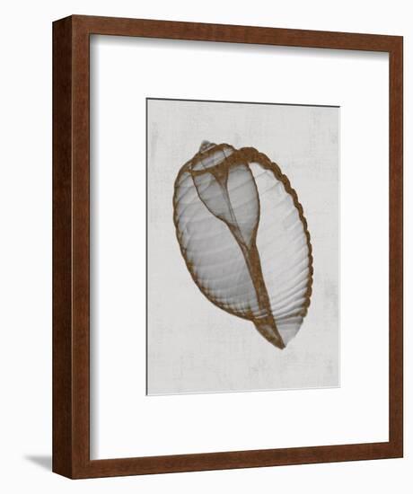 Banded Tun Shell-Bert Myers-Framed Art Print