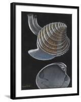 Banded Venus-Philip Henry Gosse-Framed Giclee Print