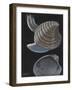 Banded Venus-Philip Henry Gosse-Framed Giclee Print