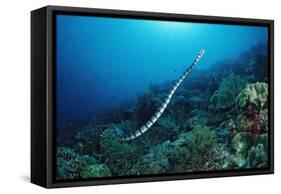 Banded Yellow-Lip Sea Snake (Laticauda Colubrina), Indonesia, Sulawesi, Indian Ocean.-Reinhard Dirscherl-Framed Stretched Canvas