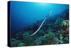 Banded Yellow-Lip Sea Snake (Laticauda Colubrina), Indonesia, Sulawesi, Indian Ocean.-Reinhard Dirscherl-Stretched Canvas