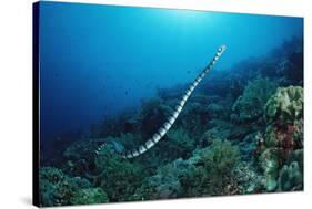 Banded Yellow-Lip Sea Snake (Laticauda Colubrina), Indonesia, Sulawesi, Indian Ocean.-Reinhard Dirscherl-Stretched Canvas