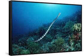 Banded Yellow-Lip Sea Snake (Laticauda Colubrina), Indonesia, Sulawesi, Indian Ocean.-Reinhard Dirscherl-Framed Stretched Canvas