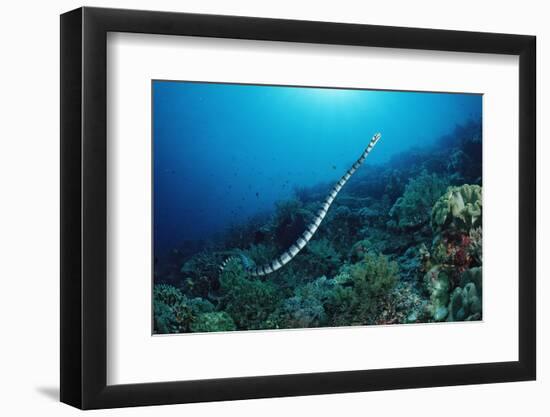 Banded Yellow-Lip Sea Snake (Laticauda Colubrina), Indonesia, Sulawesi, Indian Ocean.-Reinhard Dirscherl-Framed Photographic Print