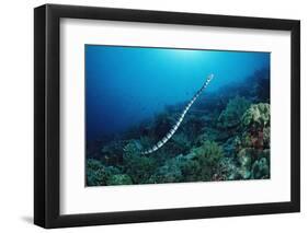 Banded Yellow-Lip Sea Snake (Laticauda Colubrina), Indonesia, Sulawesi, Indian Ocean.-Reinhard Dirscherl-Framed Photographic Print